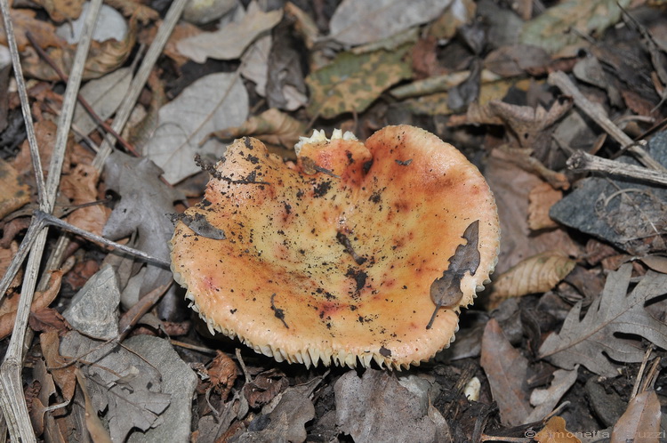 Io dico Russula maculata e voi?